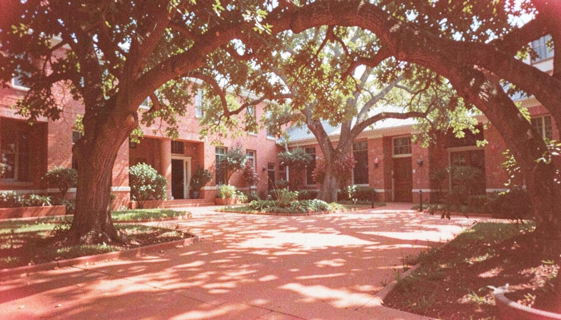 A grainy film photograph of a campus courtyard with dappled sunlight filtering through oak trees, warm terracotta pathways, and soft green foliage